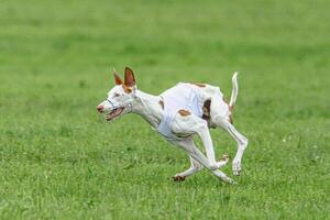 Podengo dog running in white jacket on green field in summer photo