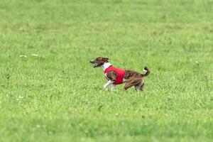 Basenji running full speed at lure coursing dog sport photo