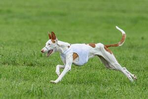 Podengo dog running in white jacket on green field in summer photo