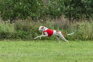 Podengo dog running in red jacket on green field in summer photo