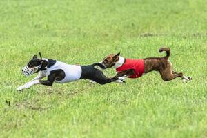 Two basenji dogs running in red and white jackets on green field in summer photo