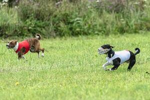 Two basenji dogs running in red and white jackets on green field in summer photo