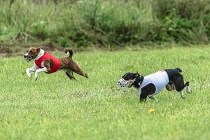 Two basenji dogs running in red and white jackets on green field in summer photo