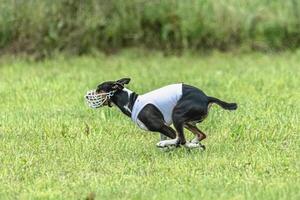 Basenji running full speed at lure coursing dog sport photo