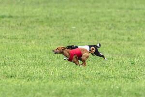 Two basenji dogs running in red and white jackets on green field in summer photo