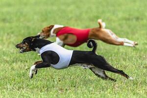 Two basenji dogs running in red and white jackets on green field in summer photo