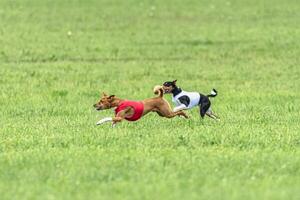 Two basenji dogs running in red and white jackets on green field in summer photo
