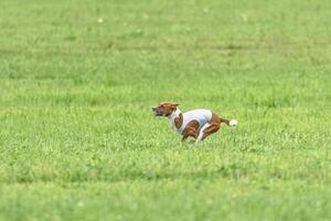 Basenji running full speed at lure coursing dog sport photo