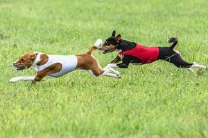 Two basenji dogs running in red and white jackets on green field in summer photo