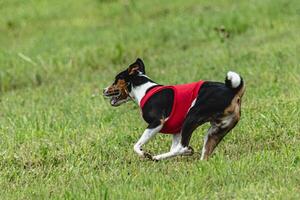 Basenji dog lifted off the ground during the dog race competition photo