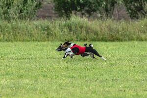 Two basenji dogs running in red and white jackets on green field in summer photo