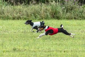 Two basenji dogs running in red and white jackets on green field in summer photo