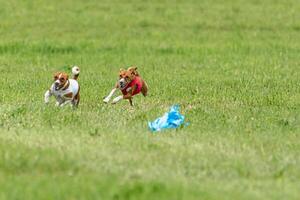 Two basenji dogs running in red and white jackets on green field in summer photo