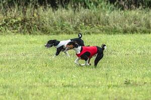 Two basenji dogs running in red and white jackets on green field in summer photo