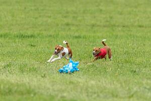 Two basenji dogs running in red and white jackets on green field in summer photo