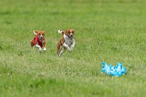 Two basenji dogs running in red and white jackets on green field in summer photo