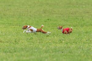Two basenji dogs running in red and white jackets on green field in summer photo
