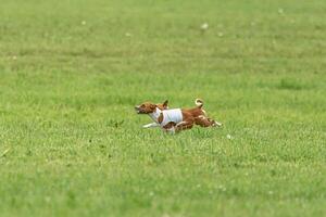 Basenji dog lure coursing competition on green field in summer photo