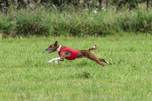 Basenji dog lure coursing competition on green field in summer photo