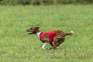 Basenji dog lure coursing competition on green field in summer photo