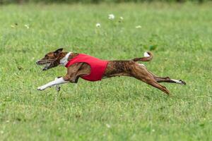 Basenji dog lure coursing competition on green field in summer photo