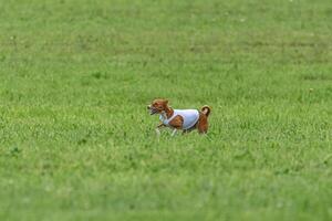 Basenji dog lure coursing competition on green field in summer photo