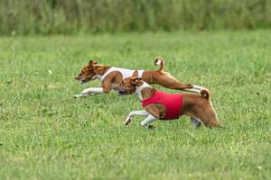 Two basenji dogs running in red and white jackets on green field in summer photo
