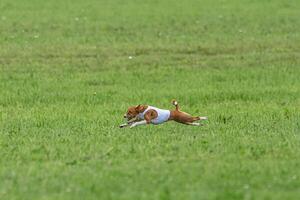 Basenji dog lure coursing competition on green field in summer photo