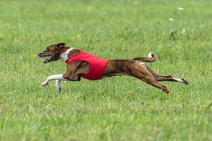 Basenji dog lure coursing competition on green field in summer photo