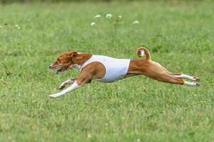 Basenji dog lure coursing competition on green field in summer photo