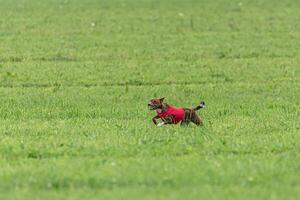 Basenji dog lure coursing competition on green field in summer photo