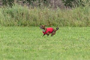 Basenji dog running in red jacket on coursing green field photo