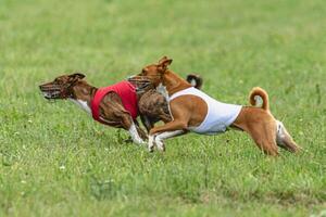 Two basenji dogs running in red and white jackets on green field in summer photo