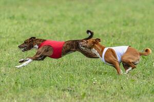 Two basenji dogs running in red and white jackets on green field in summer photo