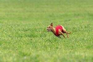Cirneco dell etna dog running in red jacket on green field in summer photo