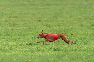 Cirneco dell etna dog running in red jacket on green field in summer photo