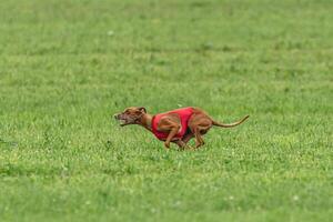 Cirneco dell etna dog running in red jacket on green field in summer photo