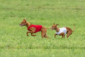 Two cirneco dell etna dogs running in red and white jacket on green field in summer photo