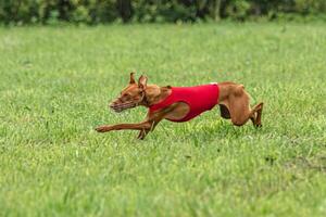 Cirneco dell etna dog running in red jacket on green field in summer photo