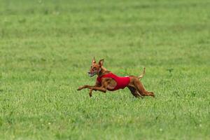 Cirneco dell etna dog running in red jacket on green field in summer photo