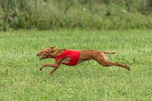 Cirneco dell etna dog running in red jacket on green field in summer photo