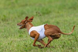 Cirneco dell etna dog running in white jacket on green field in summer photo