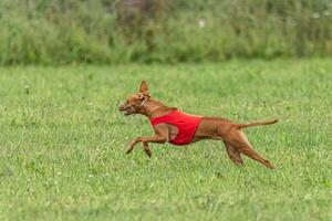 Cirneco dell etna dog running in red jacket on green field in summer photo