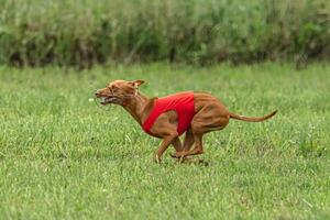 Cirneco dell etna dog running in red jacket on green field in summer photo