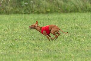 Cirneco dell etna dog running in red jacket on green field in summer photo