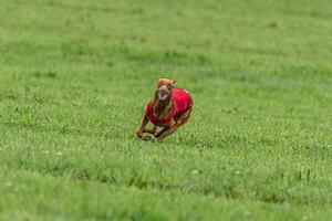 Cirneco dell etna dog running in red jacket on green field in summer photo