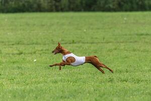 Cirneco dell etna dog running in white jacket on green field in summer photo