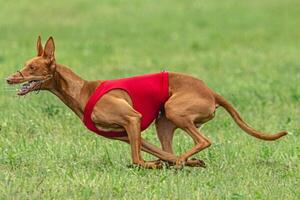 Cirneco dell etna dog running in red jacket on green field in summer photo