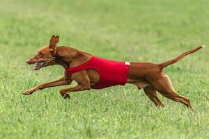 Cirneco dell etna dog running in red jacket on green field in summer photo