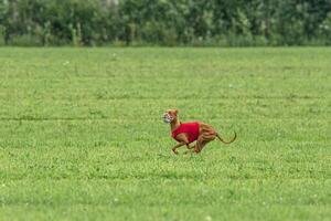 Pharaoh hound dog running in red jacket on green field in summer photo